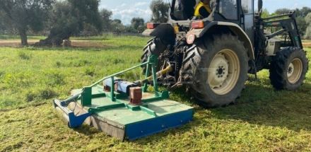 Misure obbligatorie di contrasto alla diffusione della Xylella