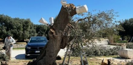 Contrasto alla Xylella: reinnesti su ulivi secolari a Chianchizza
